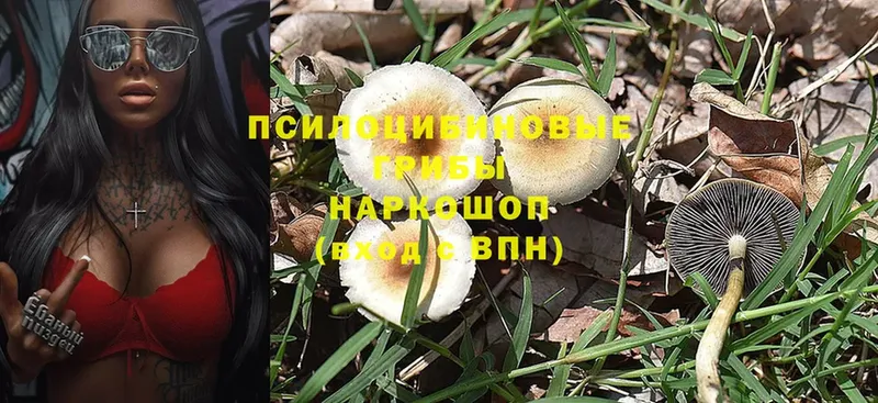 Псилоцибиновые грибы Psilocybine cubensis  Шарыпово 